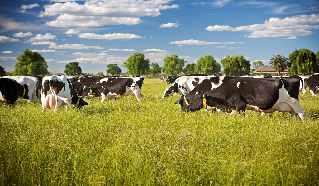 Milk Australia_AboutUs